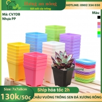 CV7DB - Sét 50 chậu nhựa dầy chất liệu PP trồng sen đá bonsai xương rồng ( không Kèm dĩa lót )