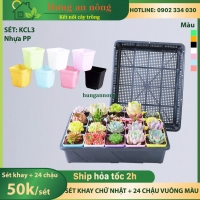 KCL3 - Sét khay 36cm + 20 chậu vuông màu 7cm tiện trồng sen đá xương rồng
