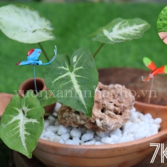 Bướn Xinh Nhiều Màu Làm Từ Gốm Thailand Trang Trí Tiểu Cảnh