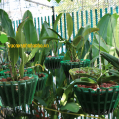 1Kg Túi Lưới Lót Chậu Lan Đựng Trái Kéo Giãn Cho Chậu Có Đường Kính Từ 20cm-30cm Lỗ Dầy