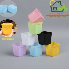 10 chậu vuông nhựa PP trồng sen đá bonsai xương rồng có 7 màu chọn - size 5x5cm