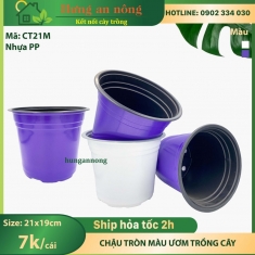 CT21M - chậu trồng hoa tết, cây giống nhựa PP size 21x17.5cm