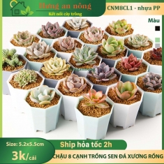 CNM8CL1 - Sét 100 chậu 8 cạnh chuyên trồng sen đá xương rồng bonsai nhựa PP dầy gần 2mm size 5cm