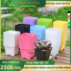 CV10DB - Sét 50 chậu nhựa dầy chất liệu PP trồng sen đá xương rồng bonsai ( không kèm dĩa lót )