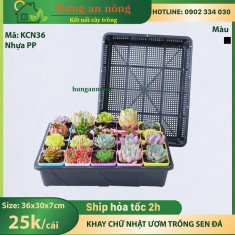 KCN36 - Khay chữ nhật nhựa PP dùng đựng các chậu nhỏ, trồng rau mầm, ươm sen đá xương rồng size 36x30x7cm