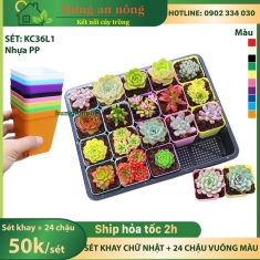 KC36L1 - Sét khay 36cm + 20 chậu vuông màu 7cm tiện trồng sen đá xương rồng