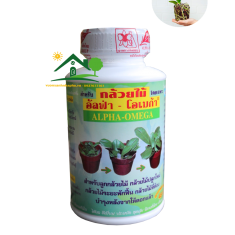 Chế Phẩm Kích Rễ Kích Chồi Thailand– Alpha Omega