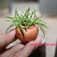 Phụ Liệu Trang Trí Bonsai Tiểu Cảnh Sen Đá Xương Rồng ( chum size M )