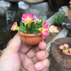 Phụ Liệu Trang Trí Bonsai Tiểu Cảnh Sen Đá Xương Rồng ( chum size L )